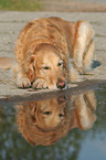 lying male Golden Retriever