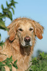 male Golden Retriever Portrait