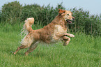 running male Golden Retriever