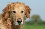 male Golden Retriever Portrait