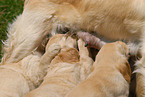 Golden Retriever puppies