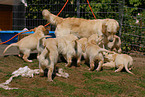 Golden Retriever puppies