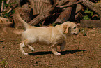 Golden Retriever puppy