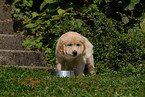 eating Golden Retriever puppy