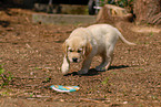 Golden Retriever puppy