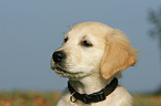 Golden Retriever puppy portrait