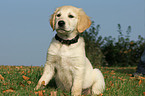 sitting Golden Retriever puppy