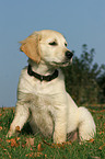 sitting Golden Retriever puppy