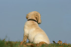 sitting Golden Retriever puppy