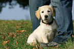 sitting Golden Retriever puppy
