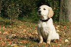 sitting Golden Retriever puppy