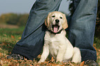 sitting Golden Retriever puppy