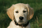 Golden Retriever puppy portrait