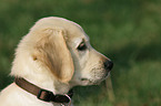 Golden Retriever puppy portrait