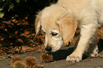 Golden Retriever puppy