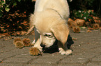 Golden Retriever puppy