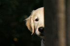 Golden Retriever puppy portrait