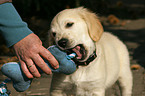 playing Golden Retriever puppy