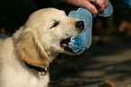 playing Golden Retriever puppy