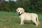 Golden Retriever puppy