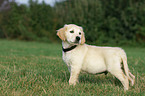 Golden Retriever puppy