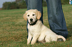 sitting Golden Retriever puppy