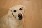 Golden Retriever Portrait