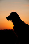 Golden Retriever Portrait