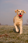 playing Golden Retriever