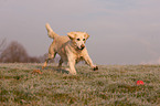 playing Golden Retriever