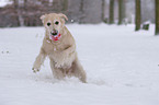 playing Golden Retriever