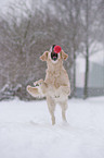 playing Golden Retriever