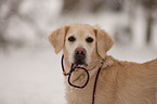 Golden Retriever Portrait