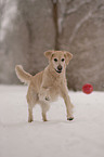 playing Golden Retriever