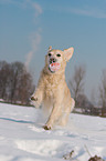 playing Golden Retriever