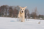 running Golden Retriever