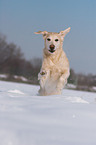 running Golden Retriever