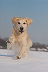 running Golden Retriever