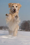 running Golden Retriever