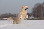 running Golden Retriever