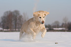 running Golden Retriever