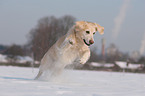 running Golden Retriever