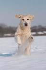 running Golden Retriever