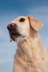 Golden Retriever Portrait