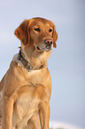 Golden Retriever Portrait