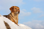 Golden Retriever Portrait