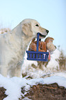 Golden Retriever with basket