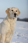 Golden Retriever Portrait