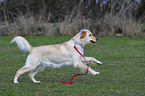 running Golden Retriever