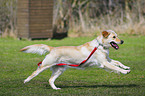 running Golden Retriever